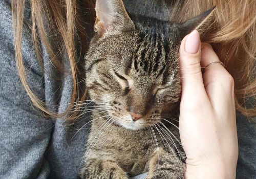 Obowiązkowy czip dla każdego kota. Rząd szykuje dużą zmianę