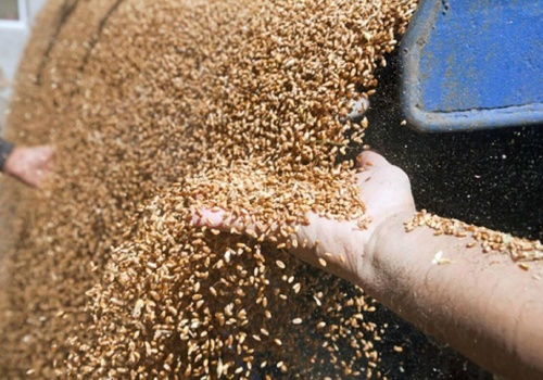 27.03.2026 Ceny skupu zbóż, kukurydzy, oleistych i strączkowych: pełne magazyny i ceny sprzed 20 lat