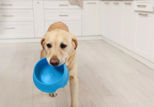 Nowi gracze na rynku pet food. Jak catering dla zwierząt buduje swoją pozycję?