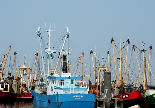 Z naszego menu znikną ryby? Wysokie ceny diesla paraliżują europejskie rybołówstwo