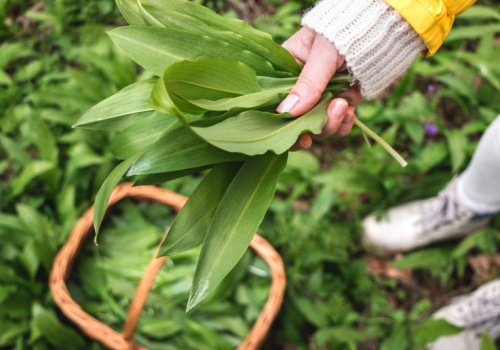 Naturalny antybiotyk z lasu. Właśnie zaczął się sezon: zajadaj i rób zapasy
