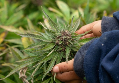 Za to można dziś trafić za kratki. W Sejmie projekt depenalizacji, politycy zdecydują o ważnych zmianach