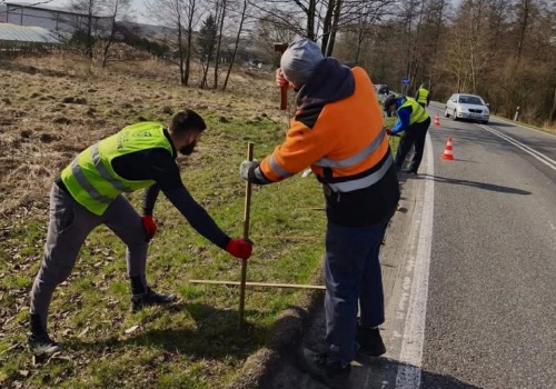 Żaby bezpieczne na drodze. Osadzeni w ZK Opole Lubelskie pomagają płazom w pokonaniu jezdni