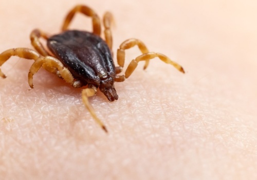 Afrykańskie kleszcze roznoszą w Polsce egzotyczne bakterie. Nowe odkrycie