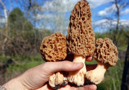 Do lasów wraca „święty Graal” grzybiarzy. Tu warto go szukać