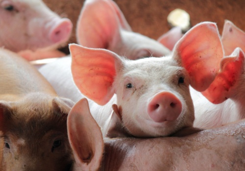 Straty w tuczu spadają, ale do zysku wciąż daleko. Sprawdzamy, ile tracą polscy hodowcy