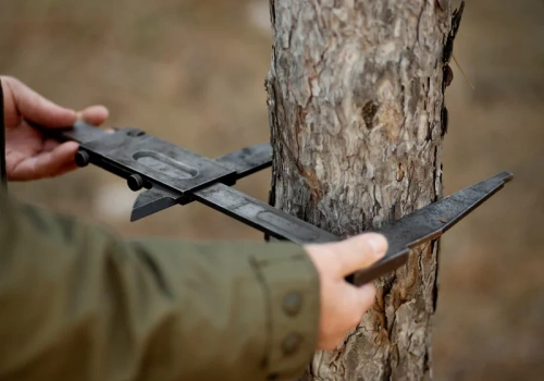 Wycinka drzewa działce. Jest mniej zakazów, ale to nie znaczy, że można wszystko