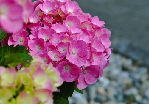 Wystarczy kilka kromek suchego chleba, by hortensja obsypała się kwiatami