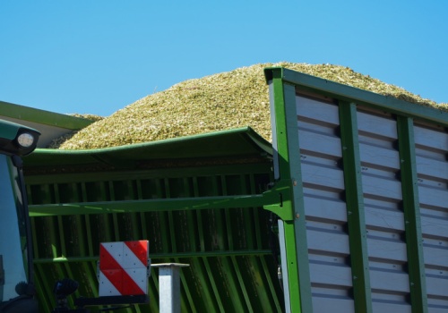 Najlepsze odmiany kukurydzy na kiszonkę. Rekomendacje firm na sezon 2026