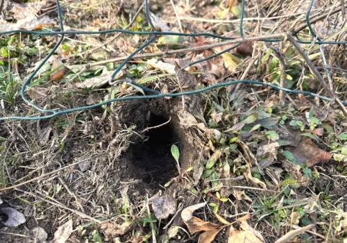 Dziury w trawniku i rabatach? To nie krety. Tak rozpoznasz i zatrzymasz nornice