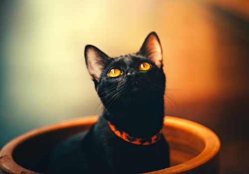 Wypuszczenie kota z domu wydaje się całkowicie legalne, a nie powinno takim być