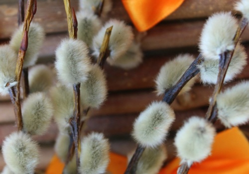 Bazie szybko żółkną i opadają? Wiele osób po przyniesieniu robi jeden błąd