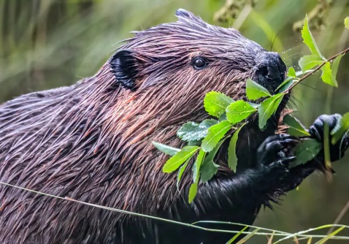 Jak bobry pomagają spowalniać zmianę klimatu – nowe odkrycie naukowców