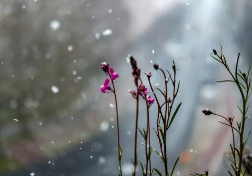 To będzie biała Wielkanoc? W prognozie widać przymrozki. Synoptyk odkrywa karty