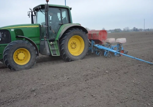 Kiedy siać kukurydzę? Kluczowa głębokość i temperatura gleby