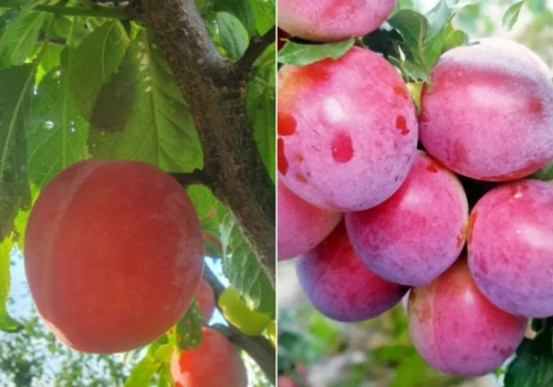 Mało znane śliwy wchodzą do ogrodów. Plon już po 2 latach