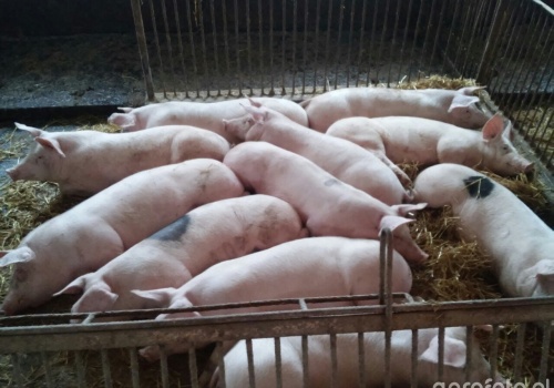 Ceny tuczników przed Wielkanocą. Spadki zamiast podwyżek