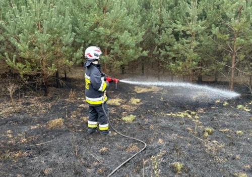 Pożar ściółki leśnej w Pakawiu
