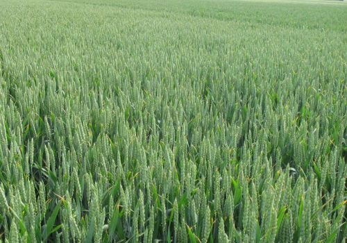 Czy uprawa pszenicy się opłaca? Realny dochód na 1 ha w 2026 roku