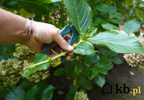 Zrób to teraz, a latem hortensja eksploduje kwiatami!