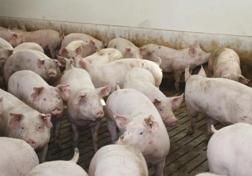 Duńczycy wygrywają z PRRS. 70% ferm już wolnych od wirusa