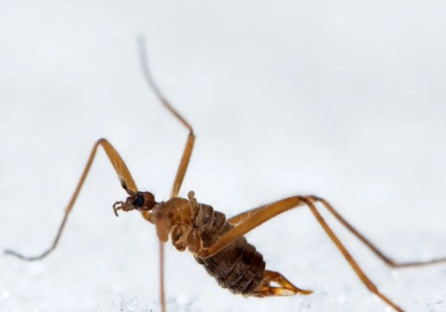 Niesamowite odkrycie. Ten gatunek przeżyje nawet w ekstremalnych warunkach