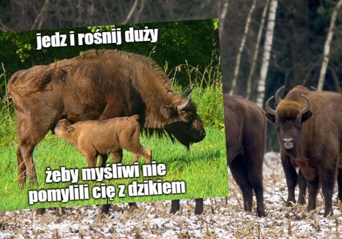 Dzięki wspólnym wysiłkom udało się doprowadzić do rekordowo dużej populacji bieszczadzkich żubrów