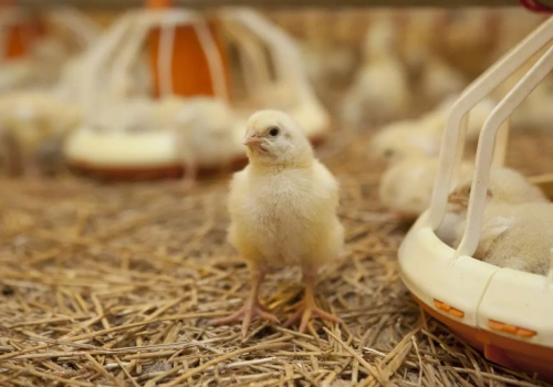 Setki tysięcy kurczaków dziennie przy granicy z Polską. Nowa inwestycja nabiera tempa