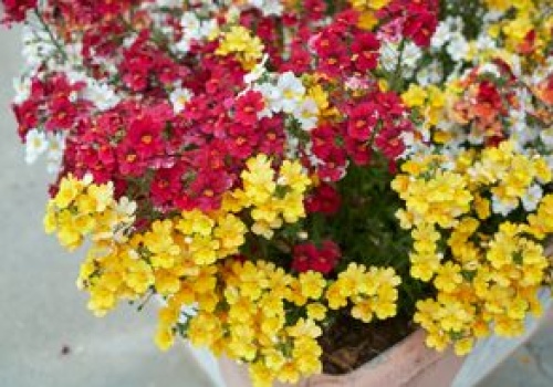 Posadź już teraz. Będzie zdobić balkon do września