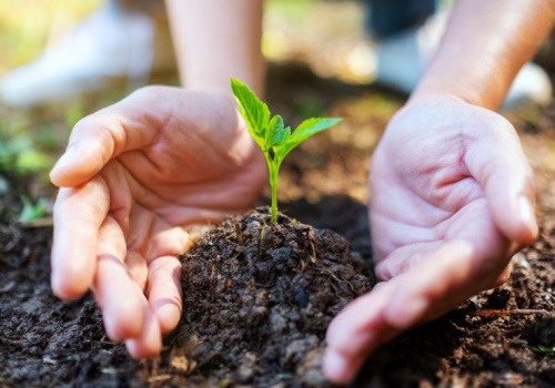 Uważaj, co sadzisz w ogrodzie. Piękna roślina, za którą słono zapłacisz