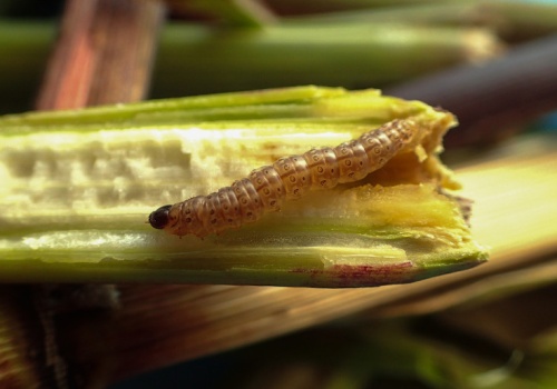 Presja szkodników  w monokulturze kukurydzy. Efekt rolniczej rutyny