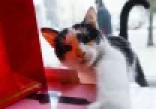 Nadchodzi obowiązkowa rejestracja i czipowanie kotów