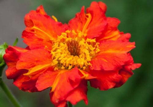 Posadź je już teraz, a ogród eksploduje kolorem. Rośliny, które nie boją się chłodu