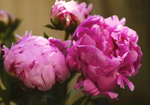 Wystarczy łyżeczka na pięć litrów wody. Podlej jeszcze w marcu na bujne kwitnienie