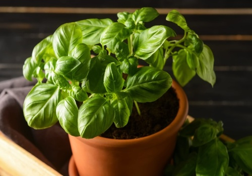 Bazylia z marketu więdnie po kilku dniach? Mamy na to sposób