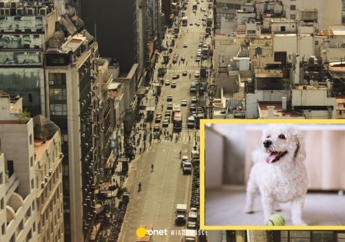 Seria tragicznych zdarzeń. Zaczęło się od spadającego z balkonu psa