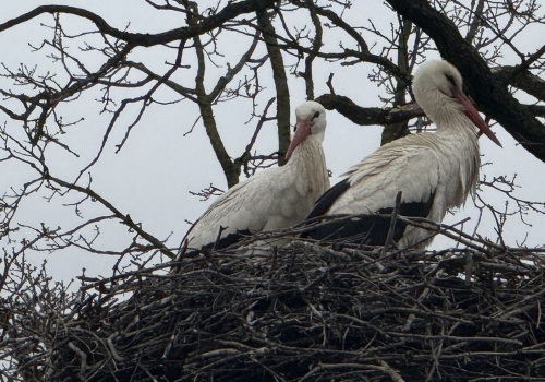 Bocianie królestwo w Bierkowie. Tu rządzą skrzydlaci mieszkańcy