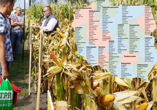 Kukurydza na ziarno 2026. Te odmiany są na liście zalecanych