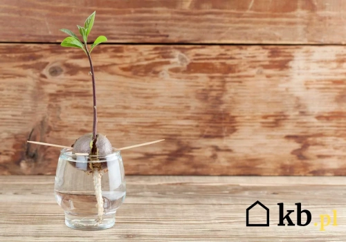 Awokado z pestki nie chce rosnąć? Najczęściej to wina tego błędu