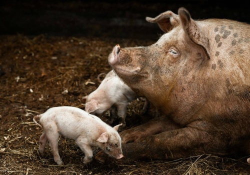 Gdzie jest ASF? Media wiedzą szybciej niż urzędnicy