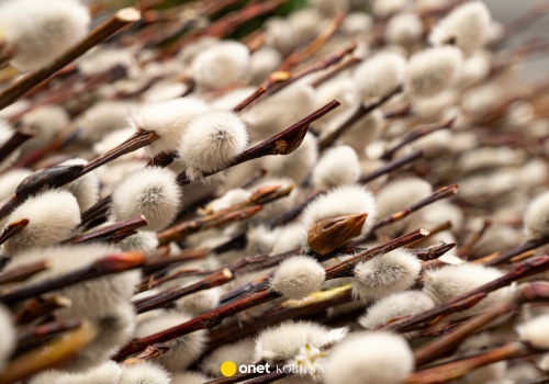 Ten trik ogrodników sprawi, że bazie w wazonie będą stały dłużej