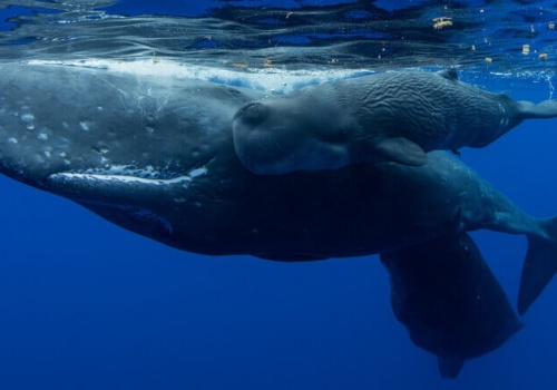 Narodziny małego kaszalota uchwycone na przełomowym nagraniu wideo