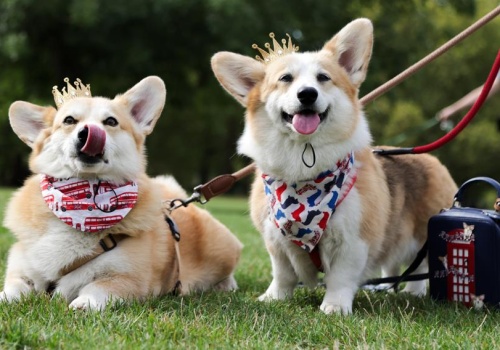 Skolonowany pies za 370 tys. zł? Tak, bo chodzi o corgi królowej Elżbierty II
