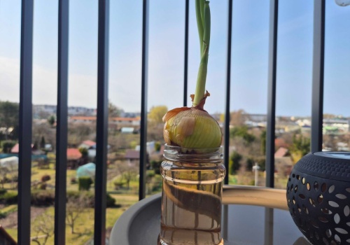 Nie potrzebujesz ogrodu, aby wyhodować szczypiorek. Wystarczy zastosować ten patent