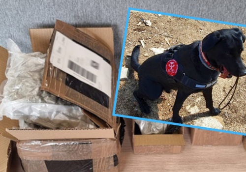 Hunter wywęszył narkotyki w przesyłkach kurierskich. Akcja opolskiej KAS