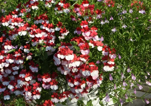 Zapomnij o pelargoniach. Te kwiaty będą hitem polskich balkonów