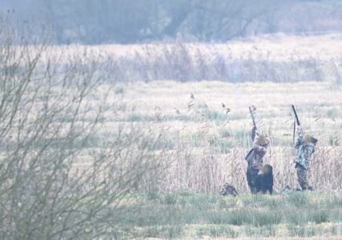 MKiŚ: Koniec rzezi ptaków tuż za granicą Parku Narodowego „Ujście Warty”