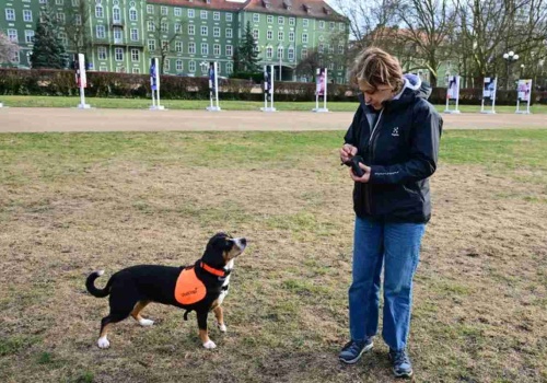 Psy ratują chorych na cukrzycę – wyczuwają hipoglikemię. W Szczecinie szkolą niezwykłe „DiabDogi”