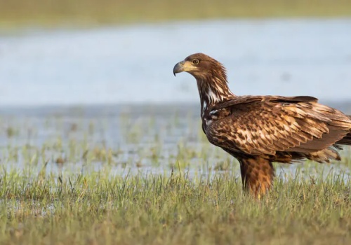 Bieliki doczekały się potomstwa – wzruszające nagranie z gniazda w Piotrkowie