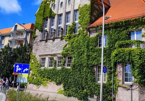 Bluszcz na II LO musi zostać mocno przycięty